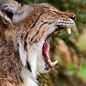 slides/IMG_9069M.jpg wildlife, feline, cat, predator, fur, eurasian, lynx, eye, ear, fang, mouth, yawn WBCW101 - Eurasian Lynx